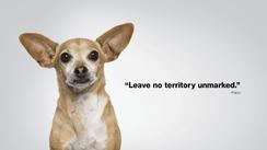 dog tested dog approved dog tested dog approved