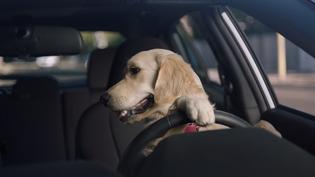 Subaru Dog Tested spot, “Driving Lesson” – See what happens when Teen Barkley learns how to parallel park. Subaru Dog Tested spot, “Driving Lesson” – See what happens when Teen Barkley learns how to parallel park.