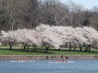 Subaru of America, Inc. is proud to continue as title sponsorship of the annual Subaru Cherry Blossom Festival in conjunction with the Japan America Society of Greater Philadelphia (JASGP). Subaru of America, Inc. is proud to continue as title sponsorship of the annual Subaru Cherry Blossom Festival in conjunction with the Japan America Society of Greater Philadelphia (JASGP).